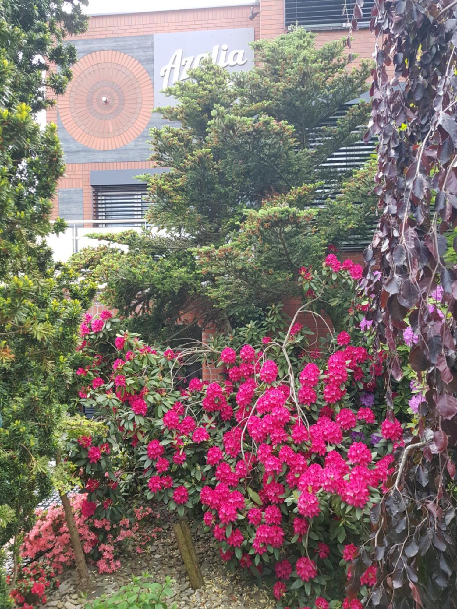 Villa Azalia Łeba Εξωτερικό φωτογραφία
